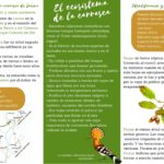 Interior del folleto
