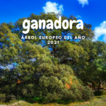 ganadora del arbol
