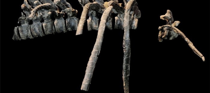 El dinosaurio de Aliaga que se expone en Dinópolis. GoAragón Goaragon