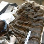 imagenes_Preparacion_de_los_fosiles_en_el_laboratorio_de_Dinopolis_9a66434d