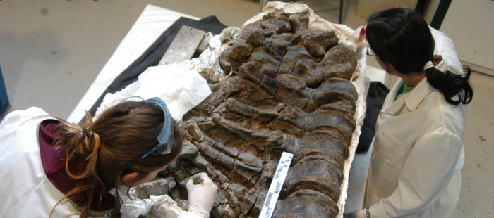 Preparación de los fósiles en el laboratorio de Dinópolis GoAragón